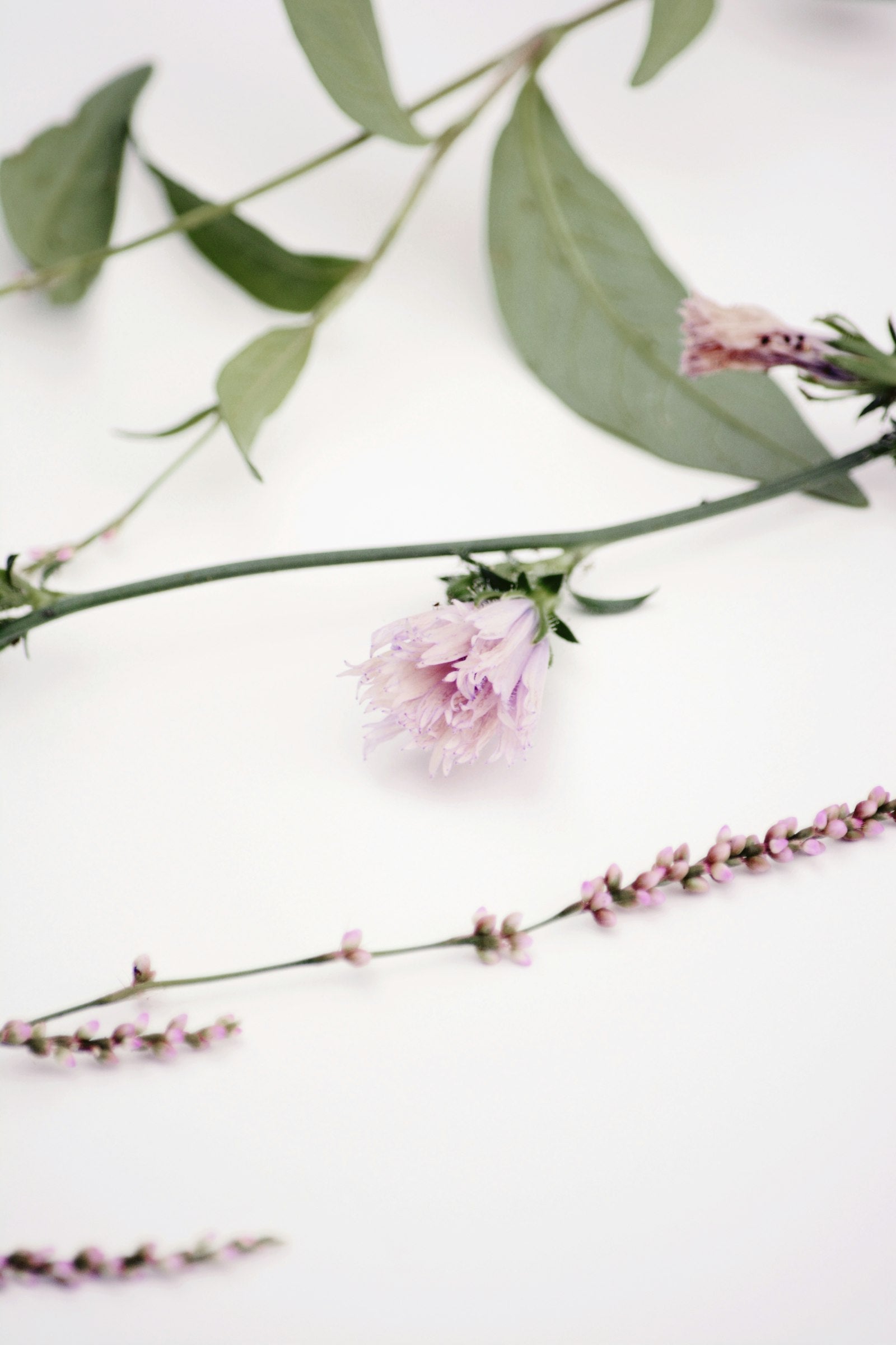 Bakuchiol: Clinical Evidence and Use Guide for Anti-Aging Skincare